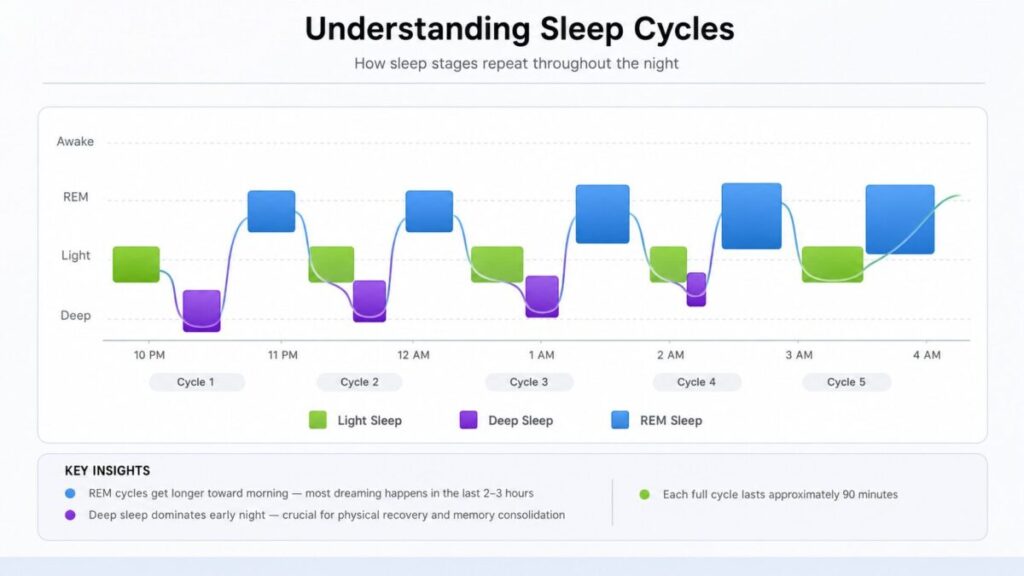 sleep cycles pattern across a full night